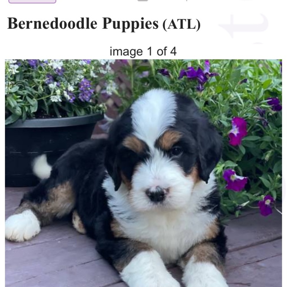 Meet your Posher, Norma